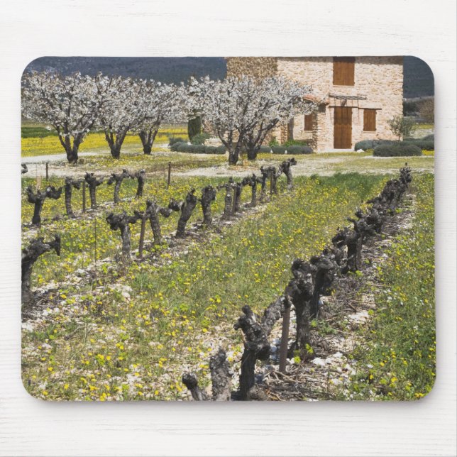 Vilande vingård, fruktblommor, stenhus, musmatta (Framsidan)