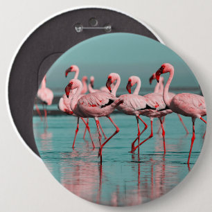 Vild African flamingos Knapp