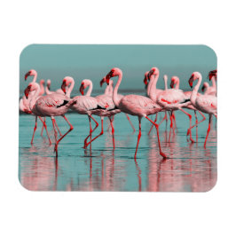 Vild African flamingos Magnet