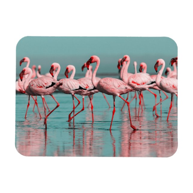 Vild African flamingos Magnet (Horisontell)