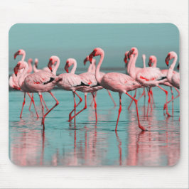 Vild African flamingos Musmatta