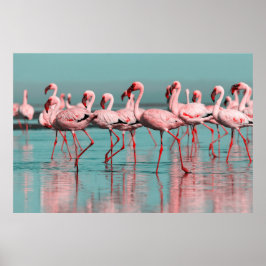 Vild African flamingos Poster