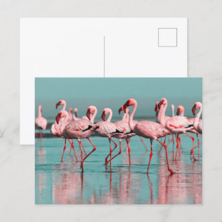 Vild African flamingos Vykort