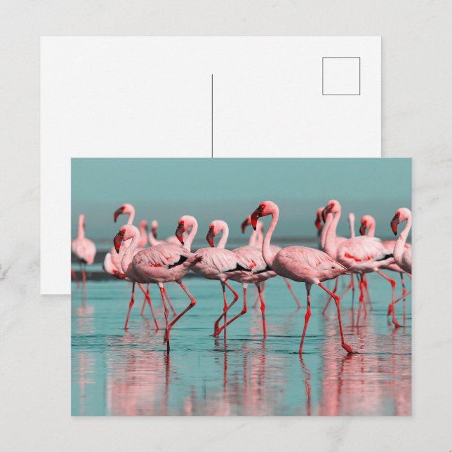 Vild African flamingos Vykort (Fram/baksida)