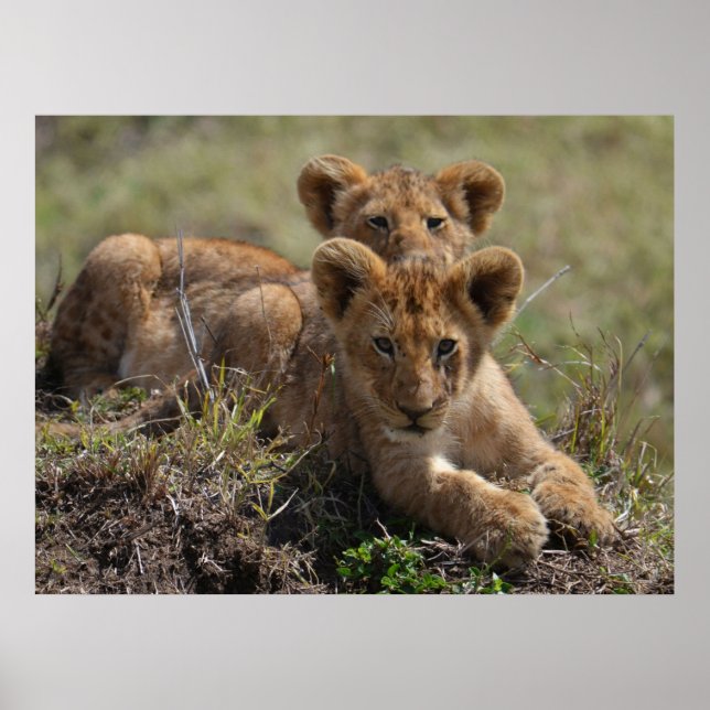 Vild Afrikas Lejona Unge Poster (Framsidan)