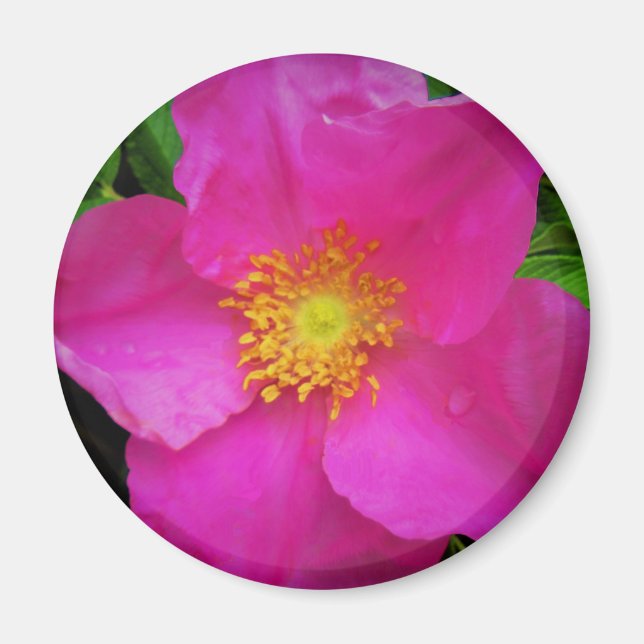 Vild Alberta Ro Canada Bright Rosa Flower Magnet (Framsidan)