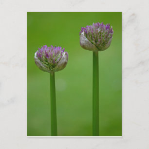 Vild Allium Flowers vykort