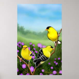 Vild American Goldfinches Skriv ut Poster