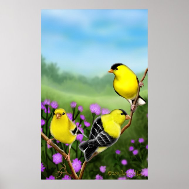 Vild American Goldfinches Skriv ut Poster (Framsidan)