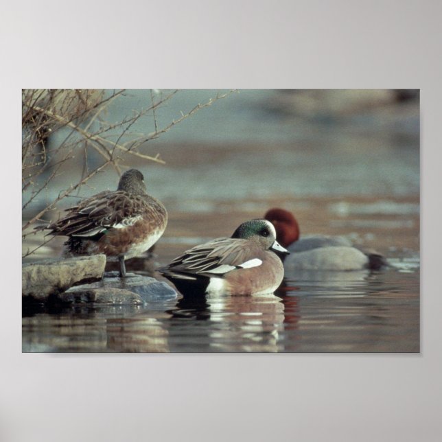 vild american wigeon anka poster (Framsidan)