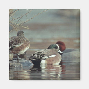 vild amerikansk wigeon-ankmagnet magnet