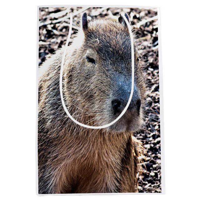 VILD ANIMAL CAPYBARA (Framsidan)