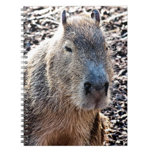 VILD ANIMAL CAPYBARA ANTECKNINGSBOK