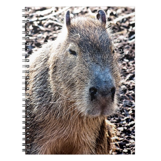 VILD ANIMAL CAPYBARA ANTECKNINGSBOK (Framsidan)