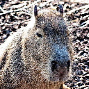 VILD ANIMAL CAPYBARA CASINOKORT