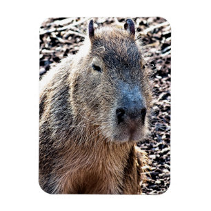 VILD ANIMAL CAPYBARA MAGNET