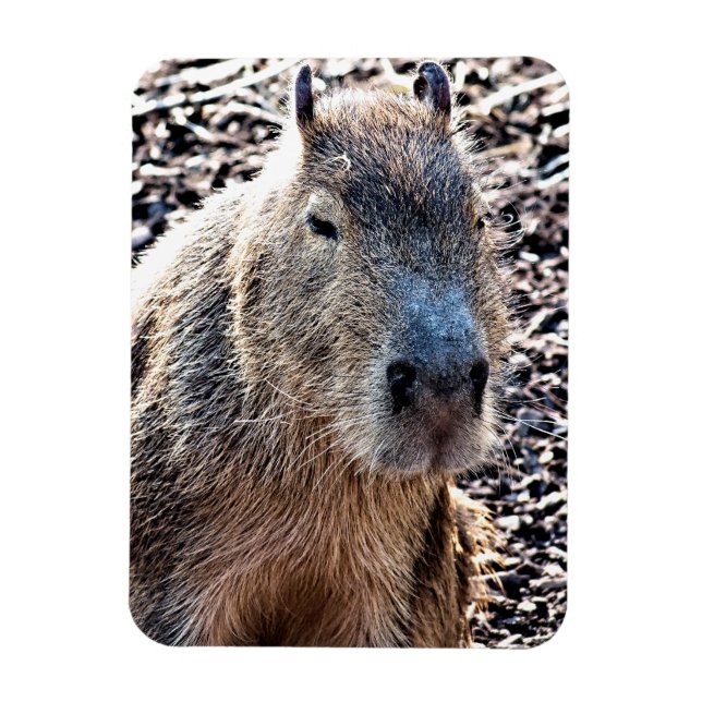 VILD ANIMAL CAPYBARA MAGNET (Vertikal)