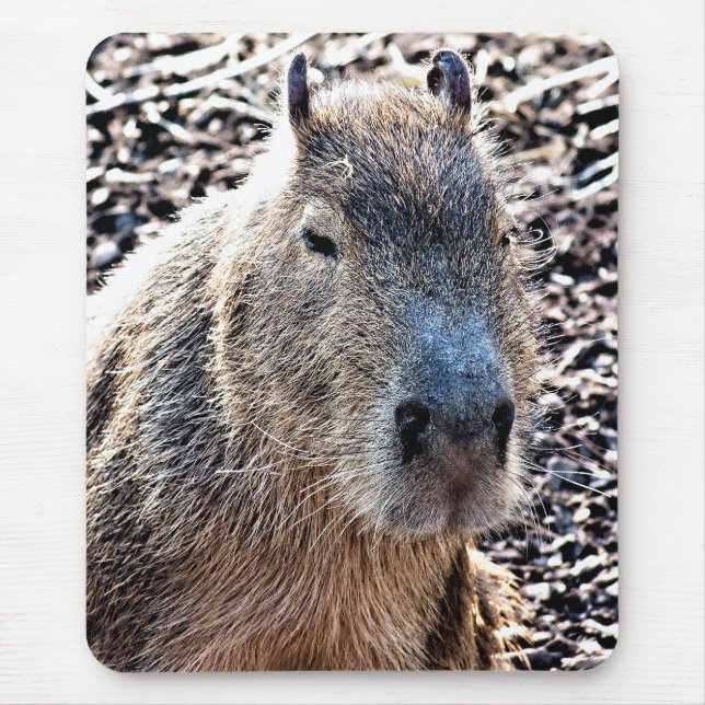 VILD ANIMAL CAPYBARA MUSMATTA (Framsidan)
