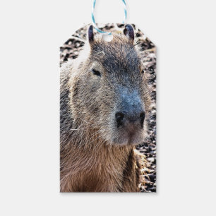 VILD ANIMAL CAPYBARA PRESENTETIKETT