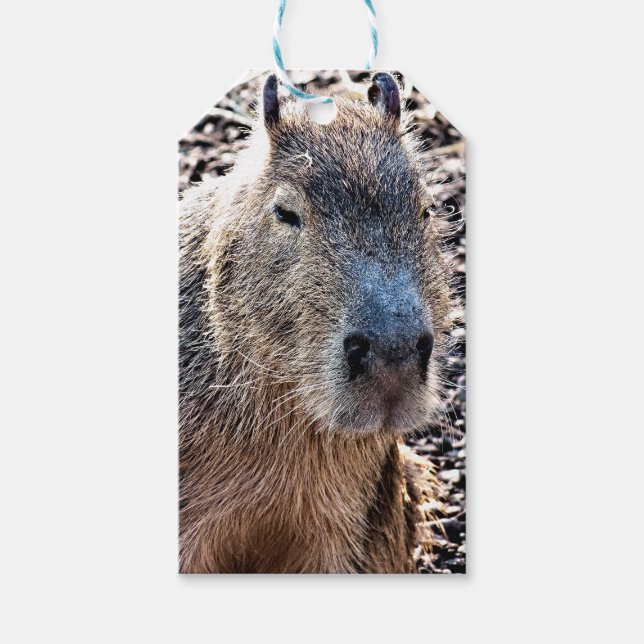 VILD ANIMAL CAPYBARA PRESENTETIKETT (Framsidan)