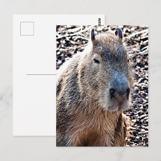 VILD ANIMAL CAPYBARA VYKORT (Fram/baksida)