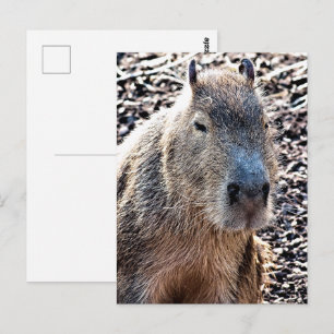 VILD ANIMAL CAPYBARA VYKORT