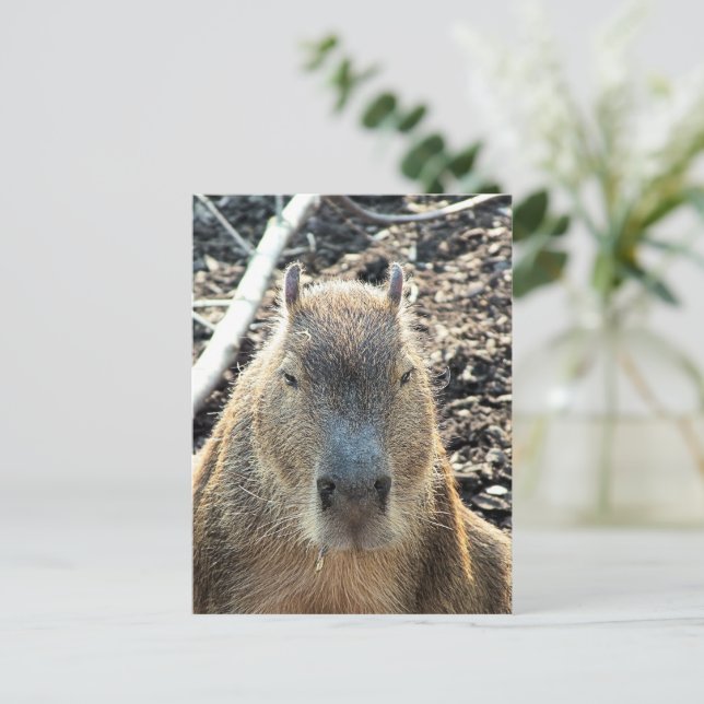 VILD ANIMAL CAPYBARA VYKORT (Stående Fram)