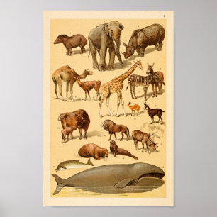 Vild Animal Collection Elephant Giraffe Art Print Poster