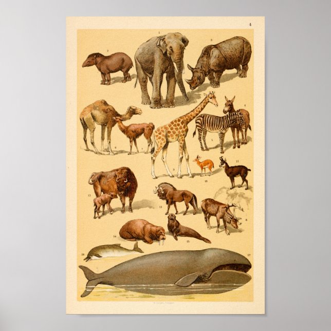 Vild Animal Collection Elephant Giraffe Art Print Poster (Framsidan)