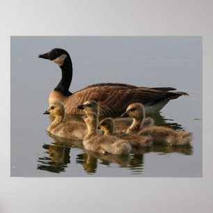 Vild anka familj poster