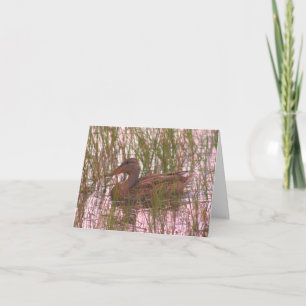 Vild Anka i Pond Wildlife Blank Note Card Tack Kort