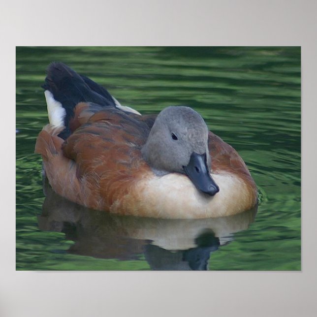 Vild Anka Poster (Framsidan)