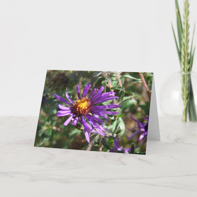 Vild Aster Kort (Framsida)