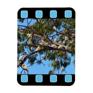 Vild Australian Cockatoos in Gum Träd, Magnet