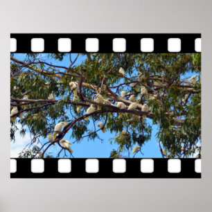 Vild Australian Cockatoos in Gum Träd, Poster