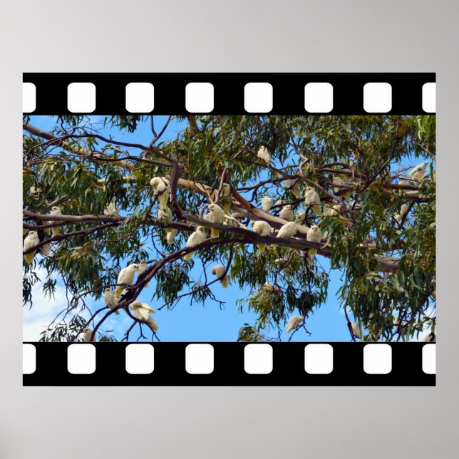 Vild Australian Cockatoos in Gum Träd, Poster (Framsidan)