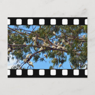 Vild Australian Cockatoos in Gum Träd, Vykort