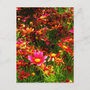 Vild av Daisy för Bright rosa och gult Vykort