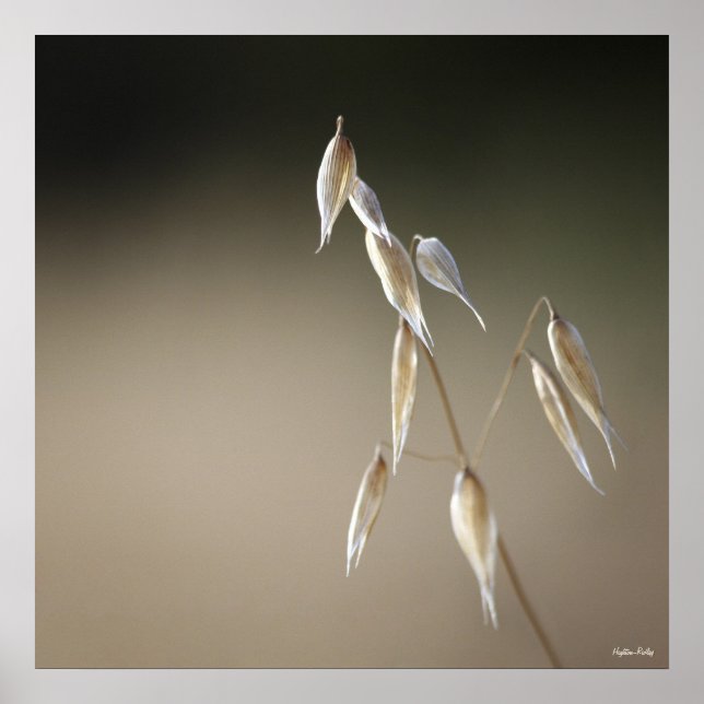 Vild av frukt poster (Framsidan)