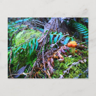 Vild av liten Orange i Schwarzrummet i skogen Vykort