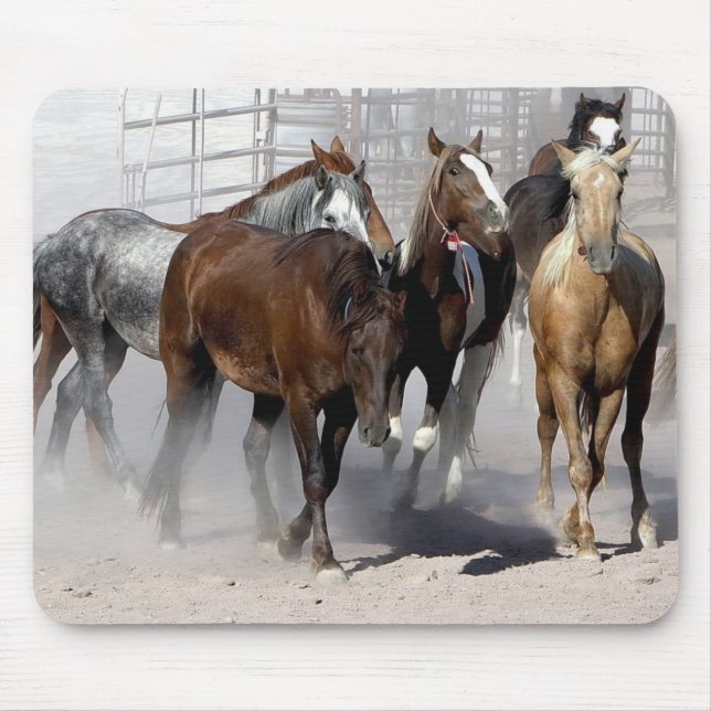 Vild av musslor av Nevada Musmatta (Framsidan)