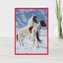 VILD AV UTAH PINTO GREETING CARD