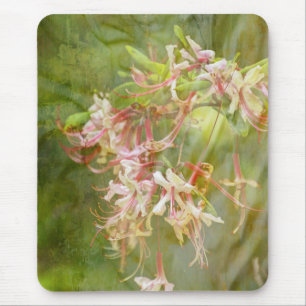 Vild Azalea Blommars = Springtime Musmatta