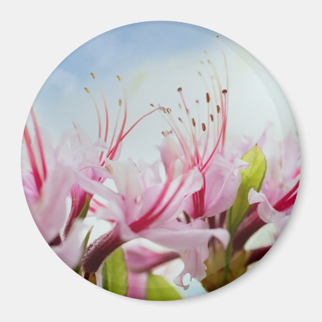 vild azaleas magnet (Framsidan)