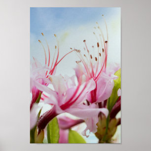 vild azaleas poster