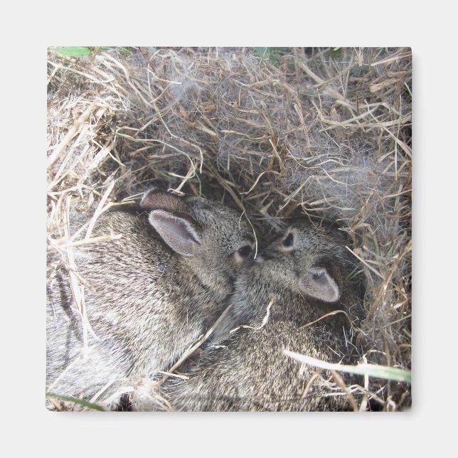 Vild Baby Bunnies Magnet (Framsidan)