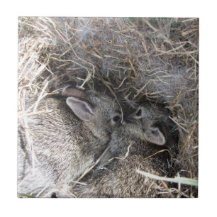 Vild Baby Bunnies Tile Kakelplatta