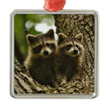 Vild Baby Raccoons Photo