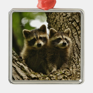 Vild Baby Raccoons Photo Julgransprydnad Metall