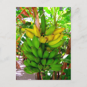 VILD BANANAS! VYKORT
